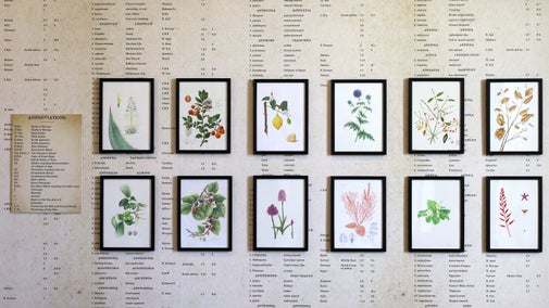 Botanical illustrations in black frames mounted on a wall with wallpaper showing text from the Hortus Croomensis plant list
